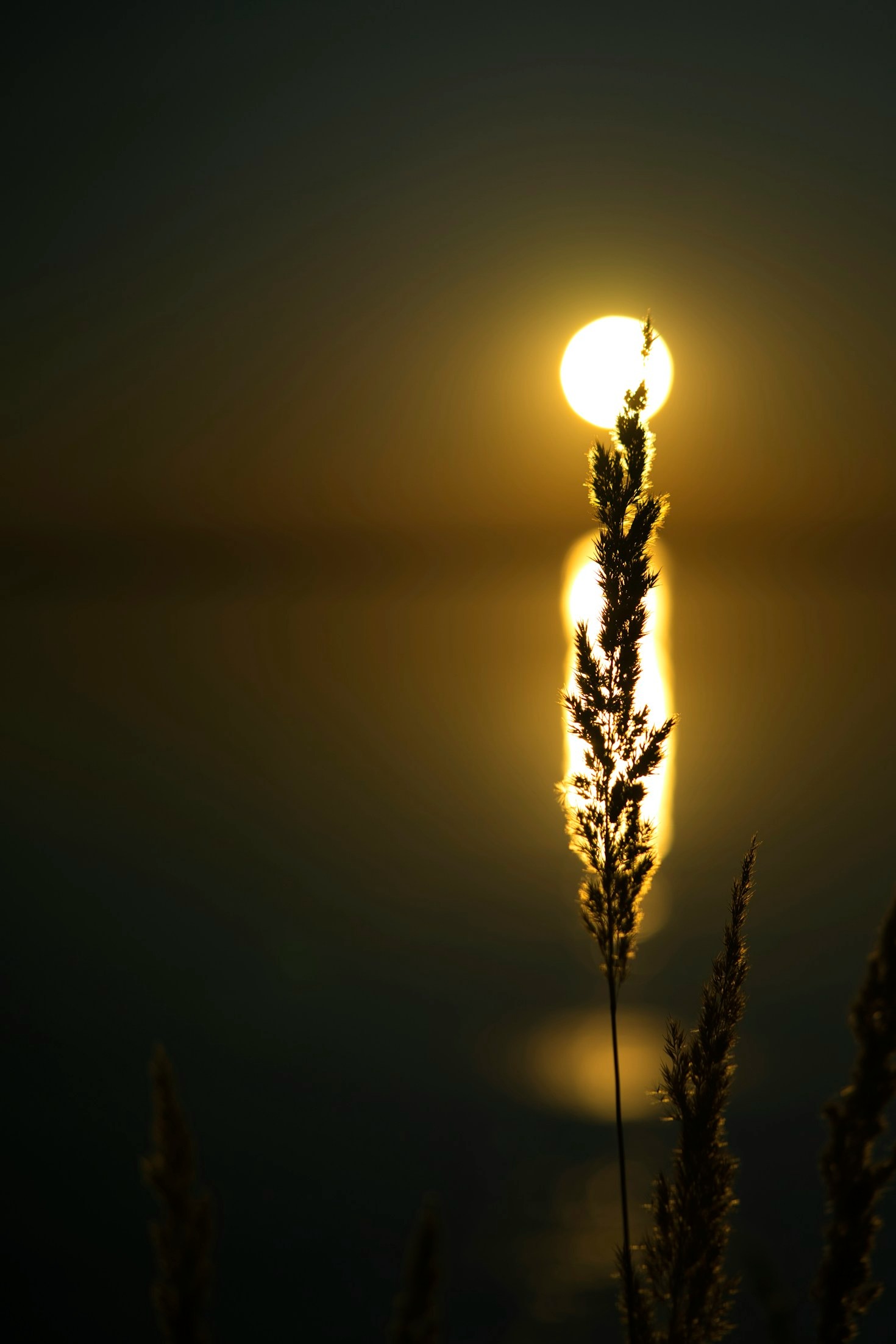 Creating Calm Amidst Chaos: Tips for Balance